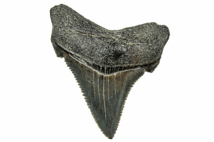 Serrated Angustidens Tooth - Megalodon Ancestor #326315
